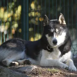 Photo de Baloo