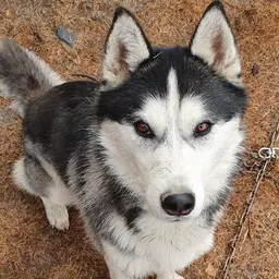 Photo de Nala