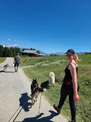 3 Chiens avec les harnais pour la cani rando