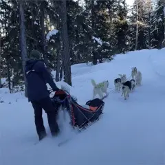 7 chiens de Steve qui tirent le traineau
